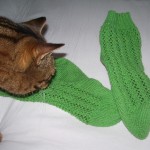Wiggy Loves Sra's Socks